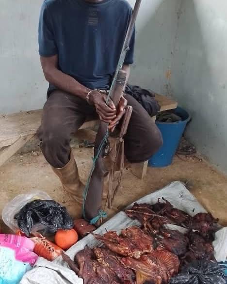 Nkroful District Court Jails Poacher Three Years for Illegal Hunting in Ankasa Forest Reserve