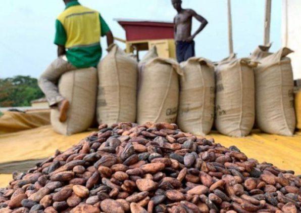 Cocoa Prices Rise as Ivory Coast Delivers Less – Implications for Ghana