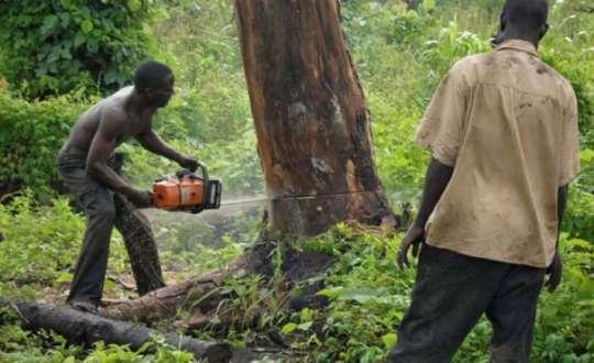 12 Tree and Plant Species Legally Protected Against Felling in Ghana
