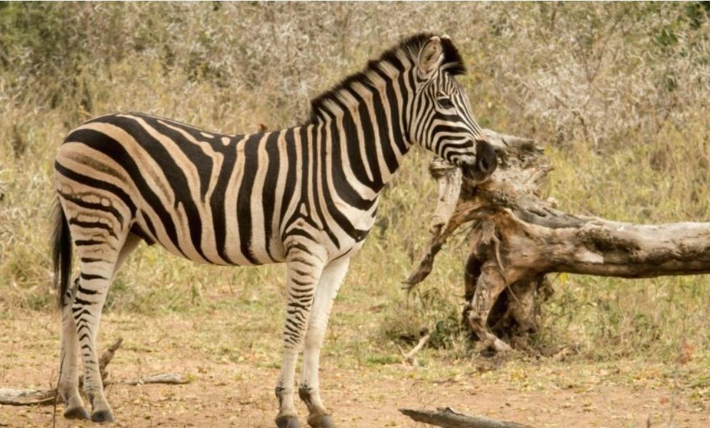 The Lion & Safari Park Unpacks The Crucial Role Zebras Play in Protecting Biodiversity This World Zebra Day