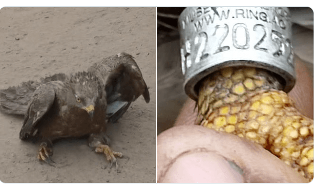 Rare Black-Winged Kite, Believed from Belgium, Rescued by Farmer in Assin Breku