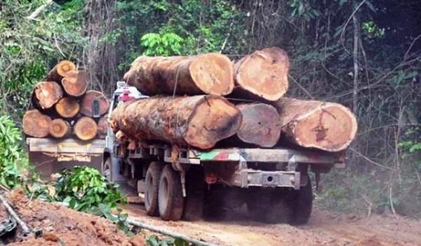 Government Launches National Task Force to Combat Illegal Timber Logging